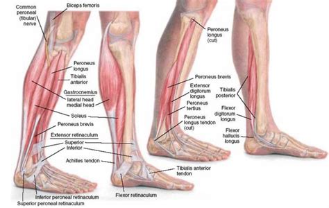 Developing Strength & Stability in the Foot, Ankle, and Lower Leg — Mountain Peak Fitness