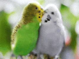 Bird Love GIF - Find & Share on GIPHY