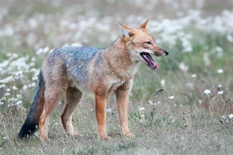 Andean fox (Lycalopex culpaeus) - whole picture | JuzaPhoto