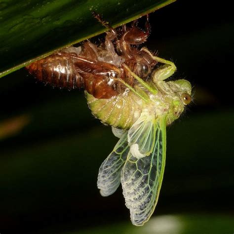 Cicada molting | Insect photography, Insect photos, Cicada