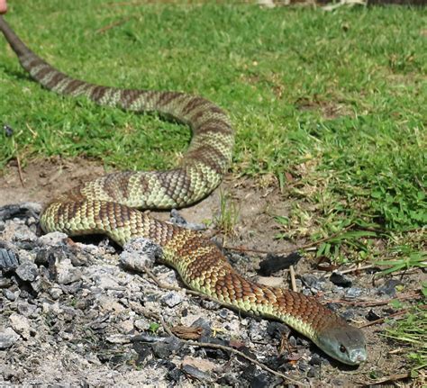 Eastern Tiger Snake (Notechis scutatus) - 5th Most Venomous Snake in the World.