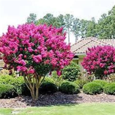 Pink Crape Myrtle 'pink Velour' Crape Myrtle Tree-lagerstroemia Indica well Rooted Live Plant ...