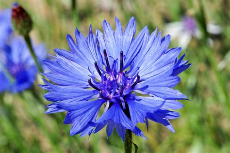 Cornflower-Grow Wild - Mindfulness & Yoga