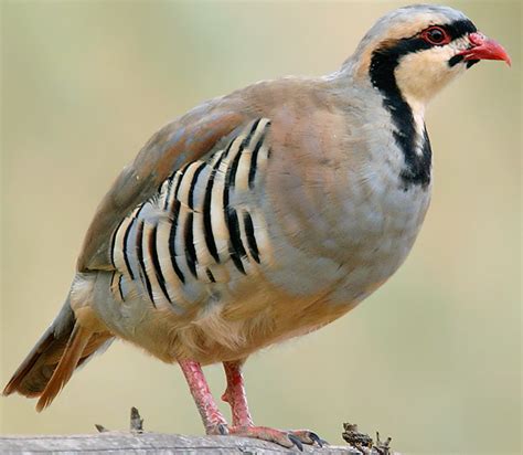 What are Chukar? | Carson Valley Chukar Club