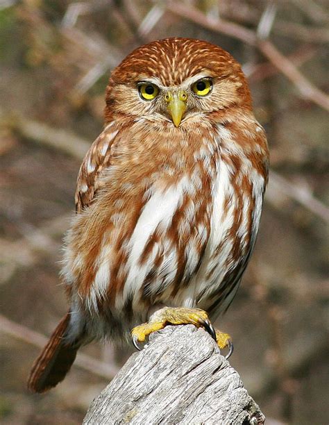 Ferruginous Pygmy Owl | Owl, Owl bird, Pet birds