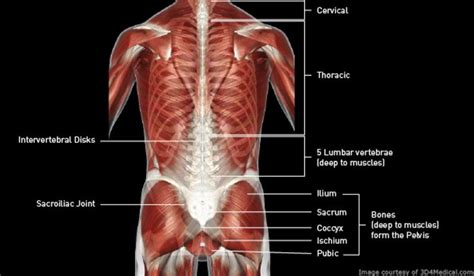 Diagram Of Low Back Muscles