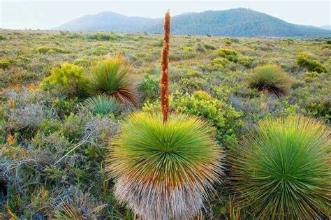 Friendly Beeches Reserve, Tasmania Australian Desert, Australian Trees ...