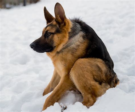 What to Do For a German Shepherd With No Neck - Allgshepherds