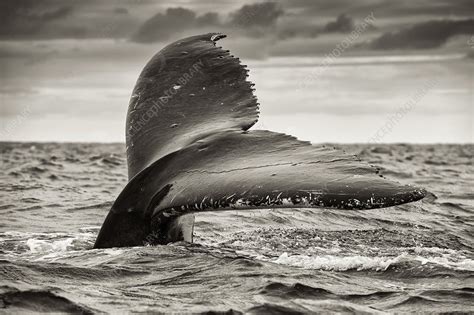 Humpback whale tail flukes - Stock Image - C046/8096 - Science Photo Library