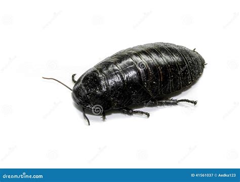 Australian Giant Burrowing Cockroach Stock Image - Image of nature, antenna: 41561037