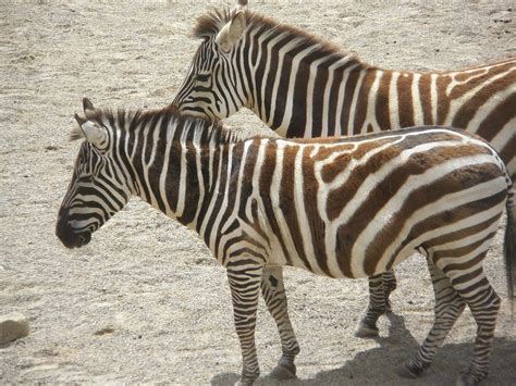 animals in Dublin zoo | Dublin zoo, Zoo, Animals