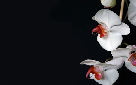 White Orchid Wallpapers | HD Wallpapers | ID #5675