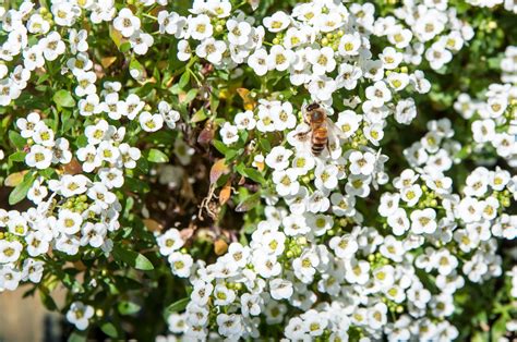 Alyssum, Sweet–per lb – LeBallister's Seed & Fertilizer