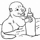 60  Otter Coloring Pages Free Printable PDF & Online sketch template