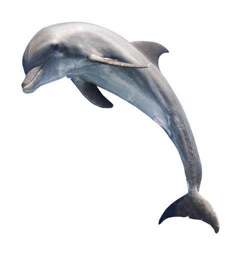 Common bottlenose dolphin Whale - Dolphin png download - 1208*1301 - Free Transparent Toothed ...