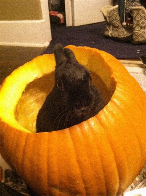 Bunny supervises the pumpkin carving – Artofit