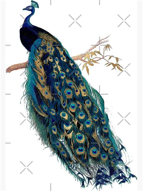 "Vintage Peacock " Poster for Sale by PixDezines | Redbubble