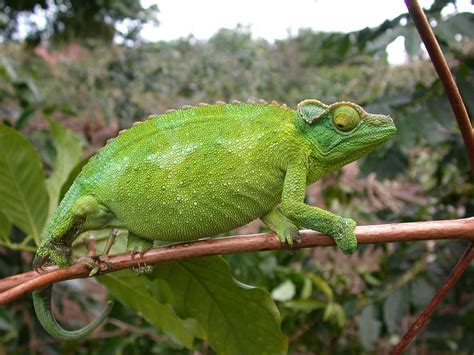 Jackson Chameleon Female Photograph by Carole Brammer - Pixels