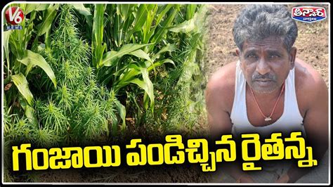 Farmer Cultivated Ganja In Shankarpalli | Ranga Reddy District | V6 ...