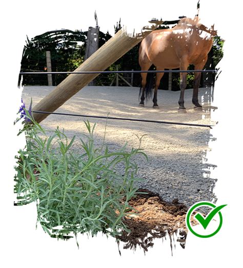 Fix your muddy horse paddocks forever with lighthoof mud control grids ...