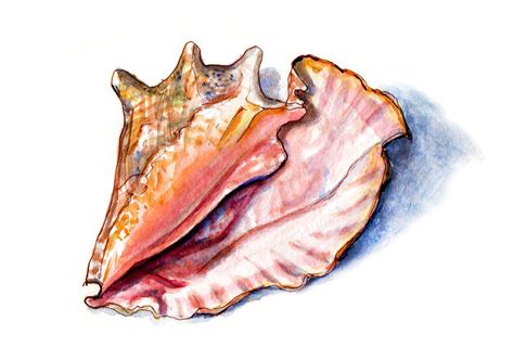 Conch Shell Watercolor at GetDrawings | Free download