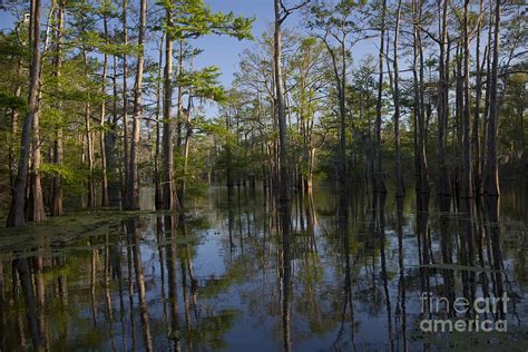 Atchafalaya River Basin Photograph by Jim West - Fine Art America