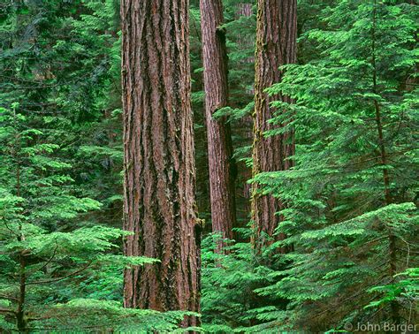 67ORCAC_010 - Old-growth Douglas fir trees in spring, Willamette National Forest, Oregon - Photo ...