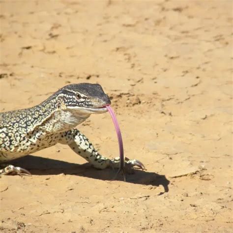 Sand Goanna - Facts, Diet, Habitat & Pictures on Animalia.bio