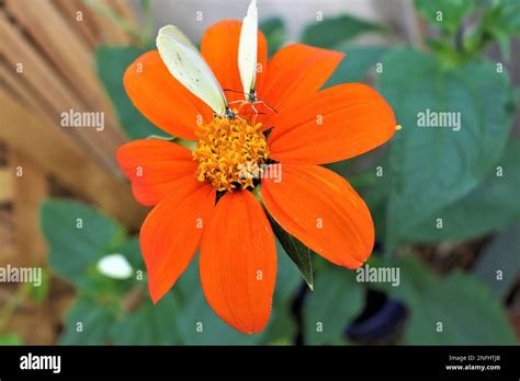 Stratford Butterfly Farm Stock Photo - Alamy