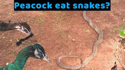 Peacock eat snakes? - YouTube