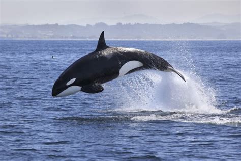 20 Killer Whale Facts About Orcas - Fact Animal