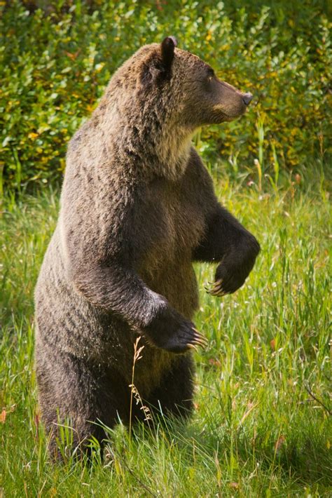 117 best Canadian Rockies Wildlife images on Pinterest | Jasper national park, National parks ...