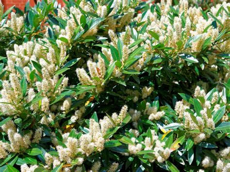 Itea Shrub - How To Care For Itea Sweetspire