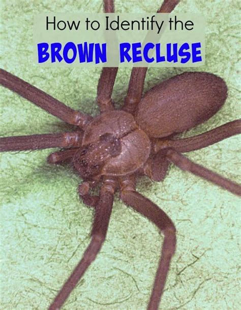 Brown Recluse Spider Identification