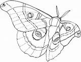 Moth Printable Coloring Pages Sketch Page sketch template
