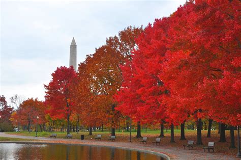 4 Ways To Celebrate The Fall In D.C.