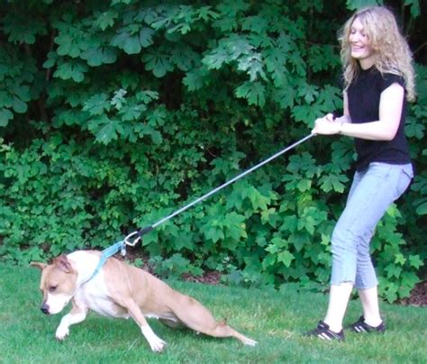 How to Stop a Dog from Pulling | Dog Savvy