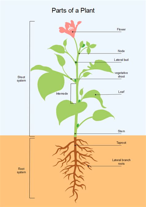 Parts of Plant | Free Parts of Plant Templates