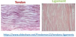 Tendon and ligament structure and function – Large Animal Surgery ...