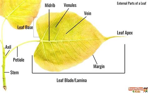 Explained! Parts of a Leaf, Types of Leaves, Functions of Leaves, Leaf ...