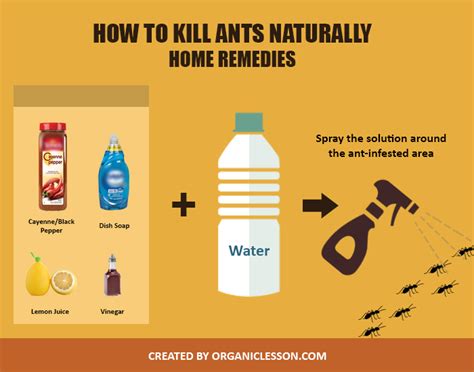 How to Get Rid of Ants in the House With Natural Home Remedies | Rid of ants, Get rid of ants ...