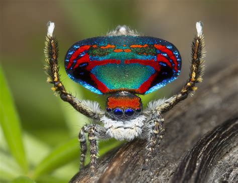 Peacock spider Maratus caeruleus by Jurgen Otto [3204x2469] : AnimalPorn