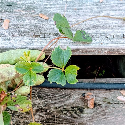 Strawberry Runners – Propagating Strawberries the Easy Way - Bunny's Garden