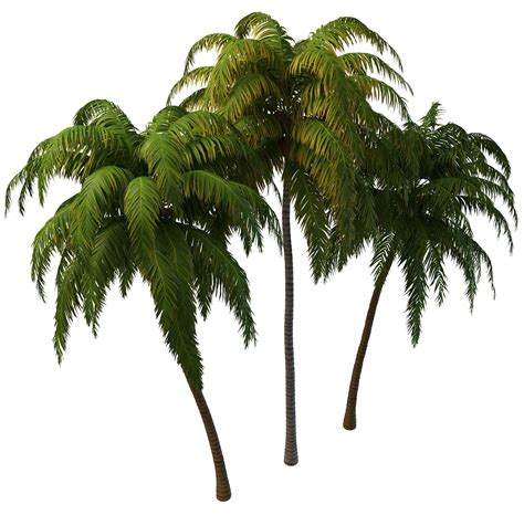 Coconut Tree PNG Images Transparent Free Download | PNGMart.com