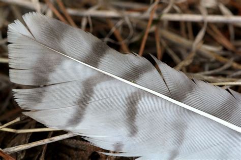 Many types of feathers make a bird – Naturally North Idaho