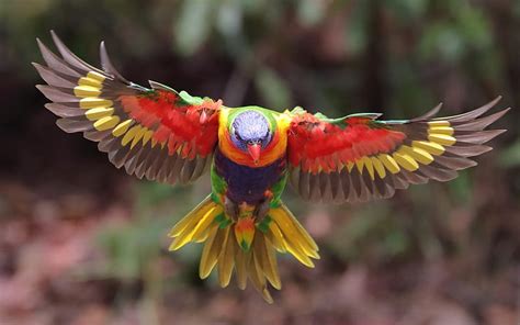 Parrot, red, colorful, wings, pasare, yellow, bird, papagal, flying, HD wallpaper | Peakpx