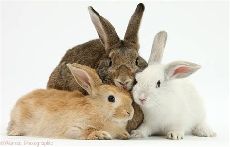 Mother rabbit and babies photo - WP25789