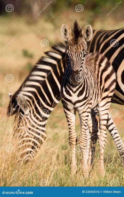 Zebra foal stock photo. Image of golden, late, drive - 22042516