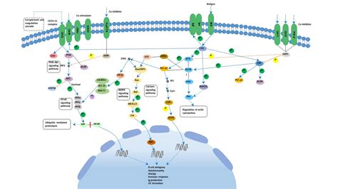 B cell receptor signaling pathway - Cusabio