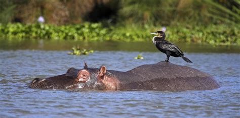 Great Rift Valley Safari in Kenya | Rhino Africa